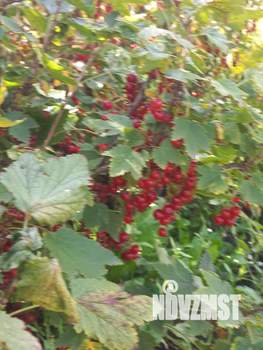 Дом 49м², 2-этажный, участок 13 сот.