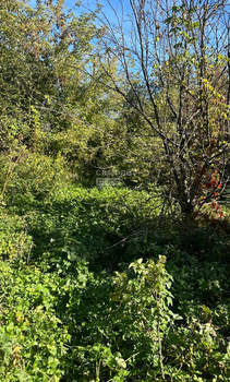 Дом 40м², 1-этажный, участок 6 сот.