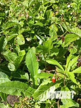 Дом 49м², 2-этажный, участок 13 сот.