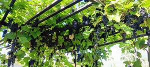 Дача 30м², 2-этажный, участок 4 сот.