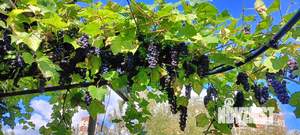 Дача 30м², 2-этажный, участок 4 сот.