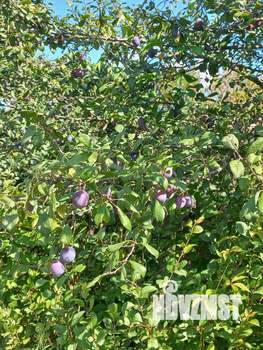 Дом 49м², 2-этажный, участок 13 сот.