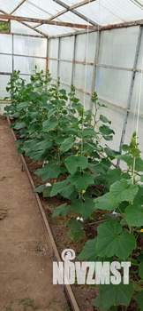 Дом 54м&sup2;, 2-этажный, участок 7 сот.  