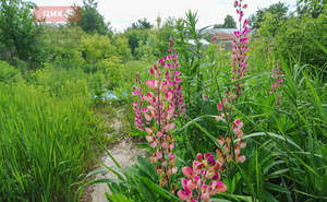 Дом 48м², 1-этажный, участок 6 сот.  