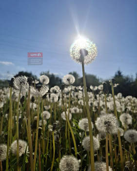 Дом 30м&sup2;, 1-этажный, участок 12 сот.  