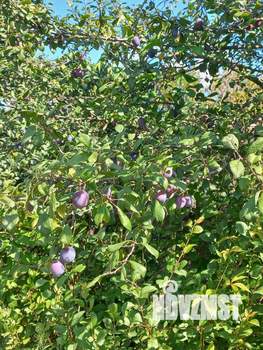 Дом 49м², 2-этажный, участок 13 сот.  