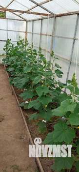 Дом 54м&sup2;, 2-этажный, участок 7 сот.  