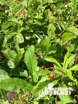 Дом 49м², 2-этажный, участок 13 сот.  